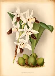 Image result for Coelachne