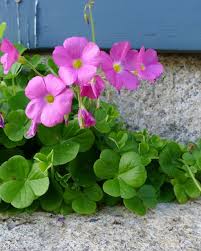 Image result for Oxalis obliquifolia