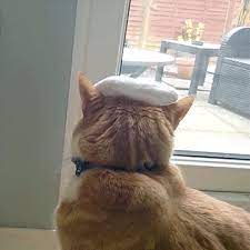 Other Funny Gifs Http Gif Tv Tumblr Com And Funny Youtube Video Https Www Youtube Com Watch V Qqkw5m0i Qc Best Cat Gifs Cats Cute Animals