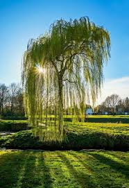 Pin By Gabriele Wehrstedt On Agaclar Willow Tree Tattoos Beautiful Tree Tree
