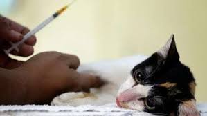 Dog & cat vet clinic in nhvh calgary providing them with the individual care and attention they deserve. Calgary Cat Clinic Calgary Cat Twitter