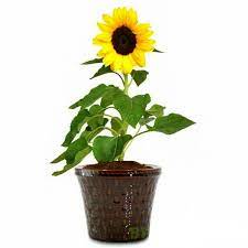 Bunga matahari jumbo memerlukan pot yang bisa menampung media tanam sebanyak minimal 20 liter. Jual Tanaman Hias Bunga Matahari Mini Di Lapak Jawara Florist Bukalapak