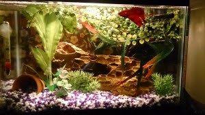 They're the only ones that petsmart has suitable for a betta, and also petsmart is cheaper than petco. Betta Care Set Up Costs Fox River