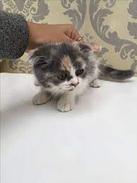 الدولة uae رقم الموبايل 0555036923 معلومات عن الإعلان kittens for sale they re a mix of dlh scottish cats illustration kittens kitten for sale