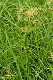 Image result for Cyperus esculentus