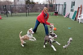 Volunteer To Stay Active Animal Shelter Animal Shelters Near Me The Shelter Pet Project