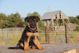 German Shepherd Puppy Guide Pethelpful