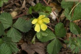 Image result for Duchesnea indica