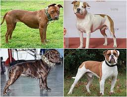 And they usually love people, including strangers, and crave attention. File Pit Bull Type Dog Breeds1 Jpg Wikipedia