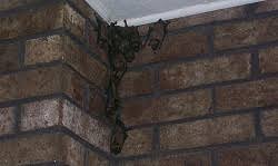 If that happens, the best way to get a bat out of the house is to open the door or window, turn off the lights and wait for it to fly out. Get That Bat Out Of My House