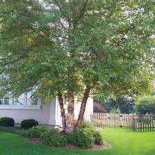River Birch Trees For Sale Near Me Iowa And Nebraska Birch Trees Arbor Hills Trees Garden Landscape Design Birch Trees Garden Garden Trees