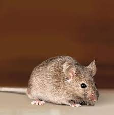 How to find a hole where mice are coming from in a house. How To Get Rid Of Mice In Your House According To Pest Experts