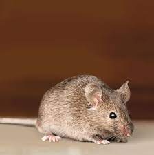 Mice can wreak havoc in your home. How To Get Rid Of Mice In Your House According To Pest Experts