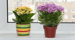 If you want a plant that gives out a subtle, pleasing smell, this is one of the best smelling indoor plants you must go for. 10 Best Indoor Flowering Plants With Common Names Benefits Napady Do Bytu