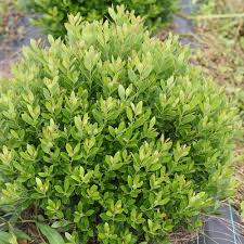 Check spelling or type a new query. Strongbox Inkberry Holly Ilex Glabra Proven Winners