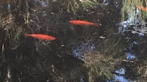I am still experiencing unresolved problems. Fears Over Feral Koi In Kewdale S Tomato Lake Community News