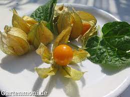 Dort werden die kirschgroßen, glänzend orangefarbenen früchte in den lampionartigen hüllen fast ganzjährig verkauft. Physalis Anbauen Pflegen Und Ernten Gartenmoni Altes Wissen Bewahren