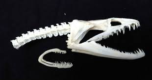 Real Super Rare Moray Eel Skull W 2nd Jaw Taxidermy Snake Fish Skeleton Weird Moray Eel Animal Skeletons Skull