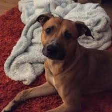 These lap dogs are among the smallest breeds like i mentioned at the beginning , they are around 6 to 10 inches tall and their average weight is between 5 and 12 lbs. Assisi Animal Sanctuary Newtownards Animal Shelter Charity Organization Facebook