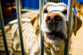 Take your dog out of the equation What Really Happens With A Dog Bite In San Francisco Refined K 9 Refined K 9