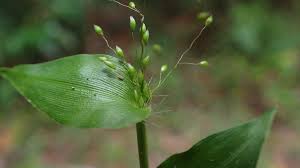 Image result for Panicum brevifolium