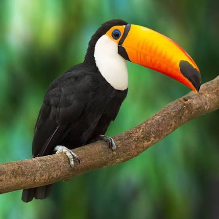 5,900+ Pecker Stock Photos, Pictures & Royalty-Free Images - iStock