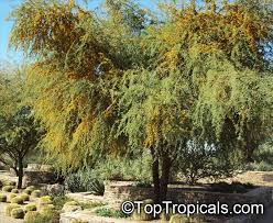 Image result for Acacia hockii