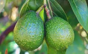 Avocadobaum So Gelingt Die Kultur In 2020 Avocado Baum Avocadobaum Pflanzen