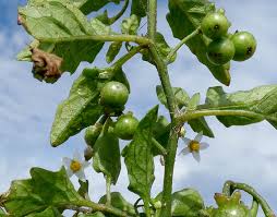 Image result for Solanum americanum