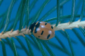 Mexican bean beetles feed on many bean species including soybean, cowpea, snapbean and lima bean. Lady Beetle Convergent Lady Beetle Mexican Bean Beetle Asian Lady Beetle