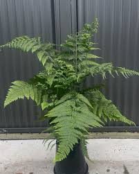 Image result for Microlepia