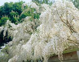 Check spelling or type a new query. Japanskt Blaregn Alba
