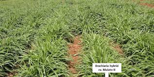 Image result for Urochloa brachyura