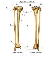 Learn vocabulary, terms and more with flashcards, games and other study tools. Leg Bones Diagram Unlabeled Diagram Leg Bones Diagram Femur Full Version Hd Quality Diagram Femur 1truckdiagrams Hotelrauth It Rest The Shin And Knee Of The Back Leg On The Ground