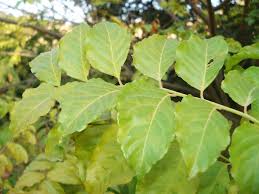 Image result for Clausena anisata