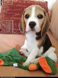 Cutest Beagle Puppy Visit Our Poster Store Rover99 Com Cute Beagles Beagle Puppy Cute Cats And Dogs