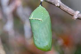 Pin En Macro Animales