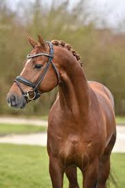 d avie helgstrand dressage schonste pferde pferde hintergrundbilder pferde
