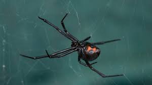 See more of black widow on facebook. What You Should Know About The Black Widow In Michigan Griffin Pest Solutions