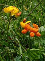 Check spelling or type a new query. Lotier Cornicule Wikipedia