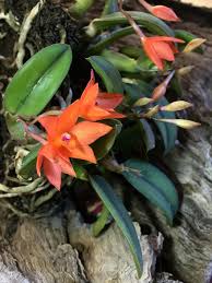 For additional information, contact green leaf plants customer service at 800.321.9573 or by email. Orchid Petals Orange Roots Plant Air Flowers Oranges Green Leaves Plant Green Flower Leaves Orange Pikist