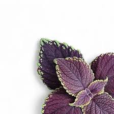 Image result for Coleus scutellarioides