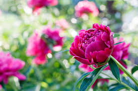 Check spelling or type a new query. Do Flowers Smell Less Than They Used To Columns