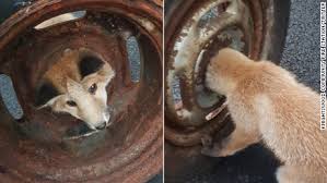 This pet has a pretty useful ability, because spirit fox will provide a large amount of hp regeneration for your survivors. A Fox Cub Was Rescued After Getting Its Head Stuck In A Wheel Cnn