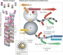 Maybe you would like to learn more about one of these? The Tubulin Code And Its Role In Controlling Microtubule Properties And Functions Nature Reviews Molecular Cell Biology