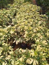 We did not find results for: Schefflera Bangkok Green Rai Garden Supplies Facebook