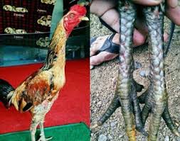 Ragam ayam sisik kaki ayam bangkok. Bentuk Kaki Ayam Aduan Thailand Asli Beserta Gambar