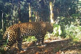 Dengan napas yang masih memburu, pringgo pun. Membantu Sang Macan Jadi Raja Di Habitat Guntur Papandayan Antara News