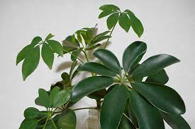 日かげに強いのに枯れてしまった観葉植物 葉っぱが落ちたら要注意