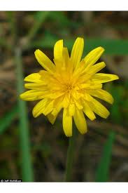 Following the civil war, north carolina industrialized its towns with hundreds of factories to become the furniture capital of the world and a major producer of textiles and tobacco products. North Carolina S Dandelions Nc Native Plants Journal